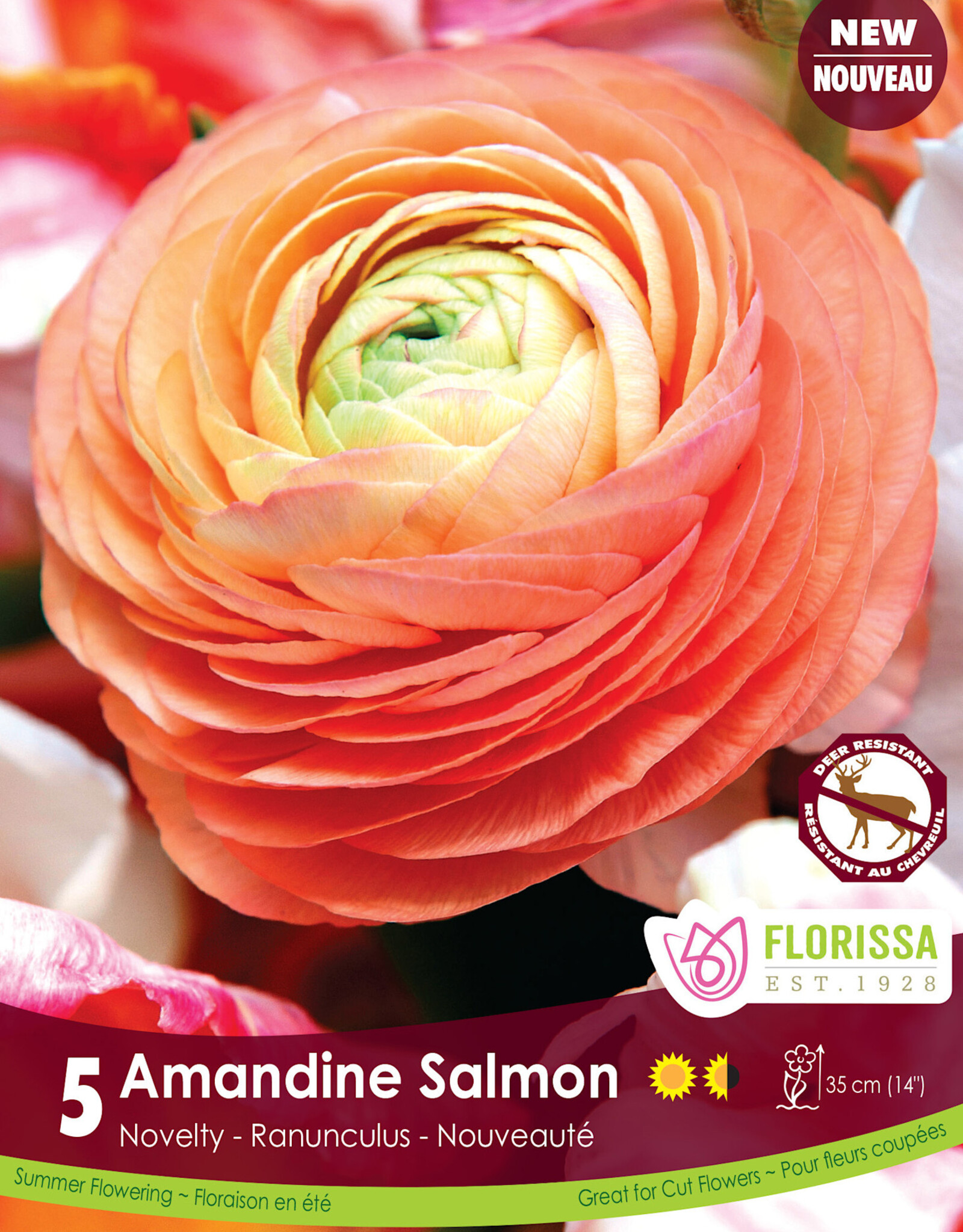 Ranunculus - Per Bulb - Amandine Salmon