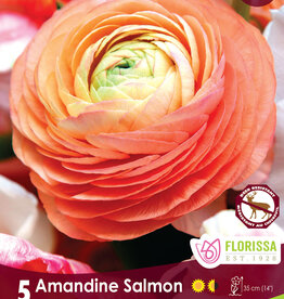Ranunculus - Per Bulb - Amandine Salmon