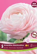 Ranunculus - Per Bulb - Amandine Marshmallow