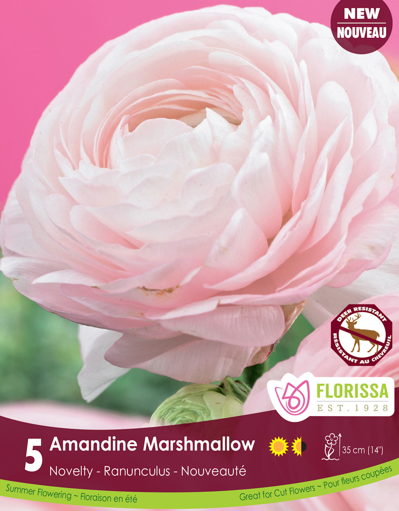 Ranunculus - Per Bulb - Amandine Marshmallow