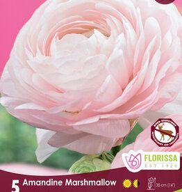 Ranunculus - Per Bulb - Amandine Marshmallow
