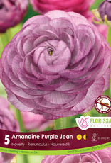 Ranunculus - Per Bulb - Amandine Purple Jean