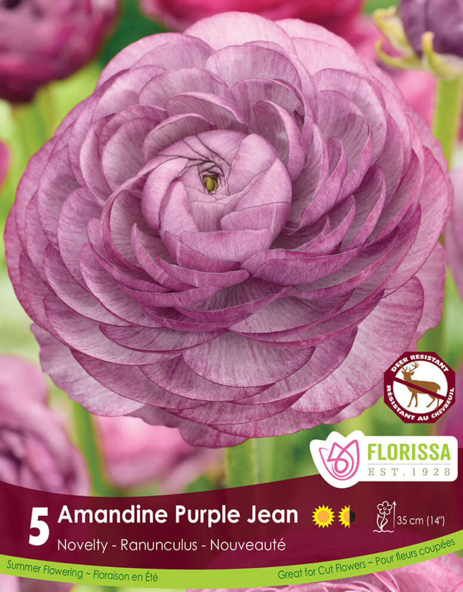 Ranunculus - Per Bulb - Amandine Purple Jean