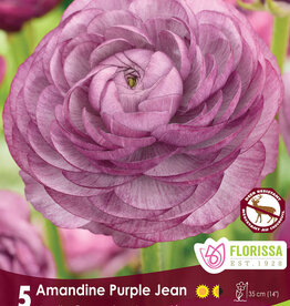 Ranunculus - Per Bulb - Amandine Purple Jean