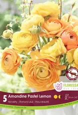 Ranunculus - Per Bulb - Amandine Pastel Lemon