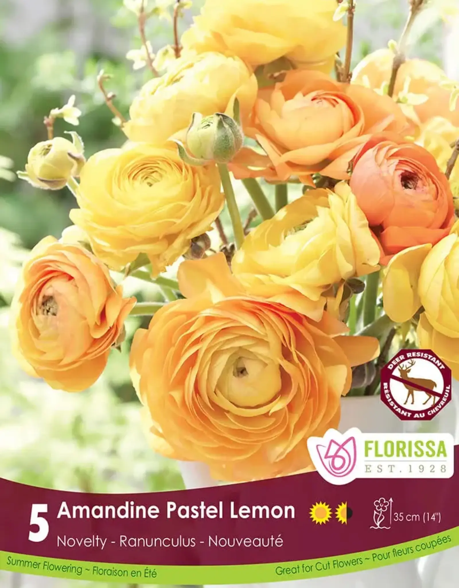 Ranunculus - Per Bulb - Amandine Pastel Lemon