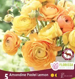 Ranunculus - Per Bulb - Amandine Pastel Lemon