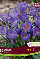 Crocus - Aqua 10pkg