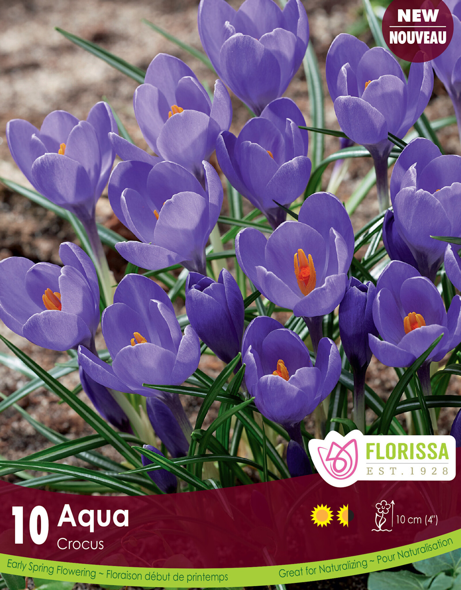 Crocus - Aqua 10pkg