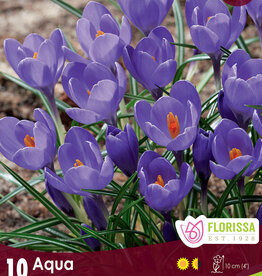Crocus - Aqua 10pkg