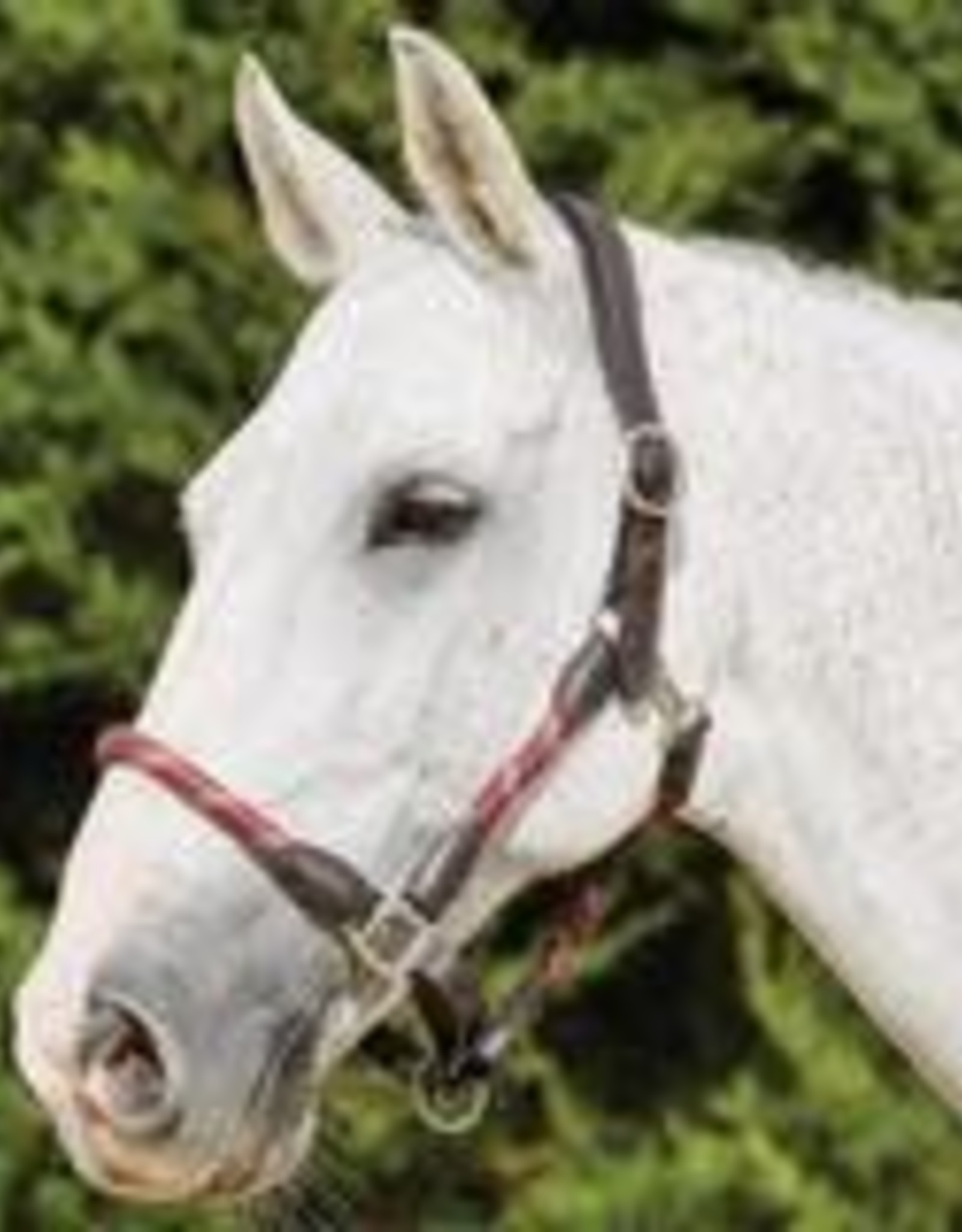 Kinkcade Leather Rope Halter Everything Equine