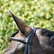 BOBBY'S ENGLISH FANCY STITCHED PADDED MONOCROWN SNAFFLE BRIDLE