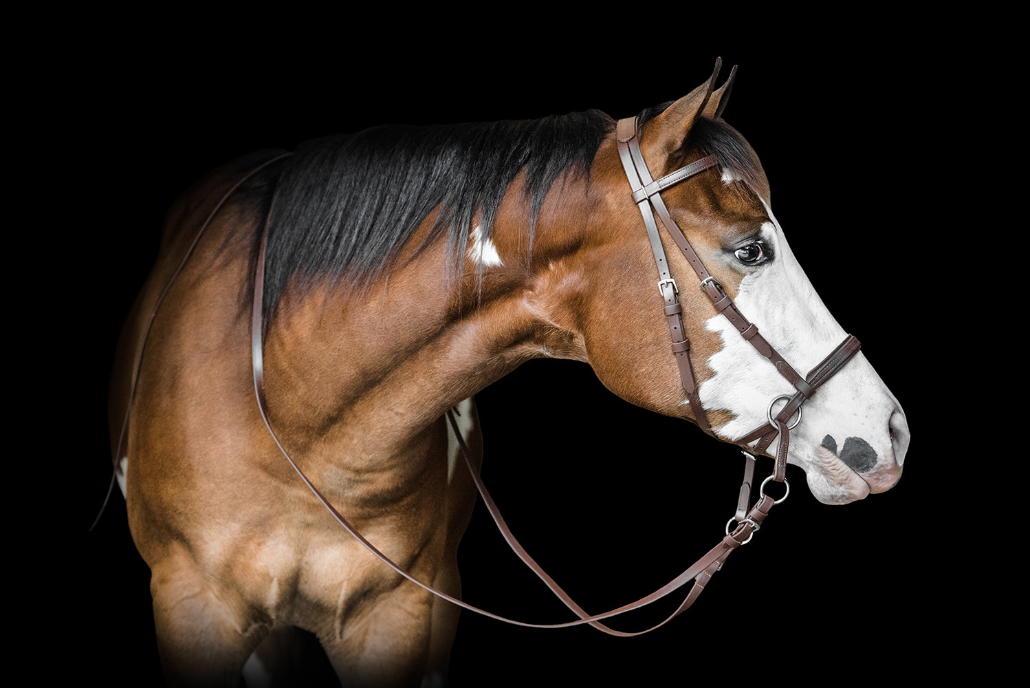 Bitless Bridle Beta Headstall