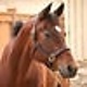 Berlin Berlin Leather Track Halter