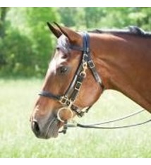 Tory halter/bridle combination
