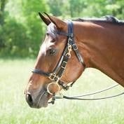 Tory halter/bridle combination