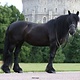 Breyer Breyer Carltonlima Emma
