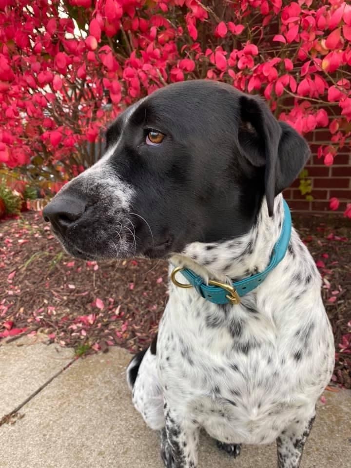 Rolled Leather dog collar