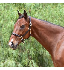 Fairhaven Bobby's English Tack Fancy Raised Padded Halter