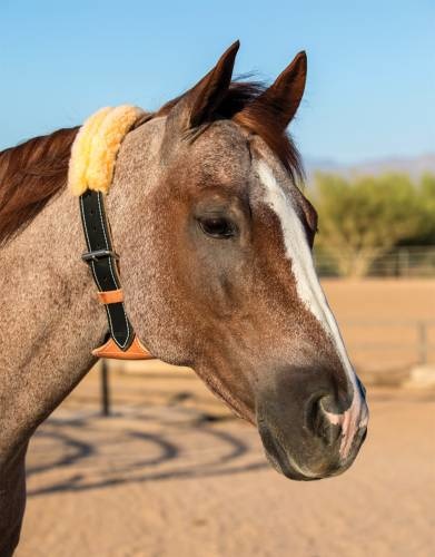 Dare Cribbing Collar