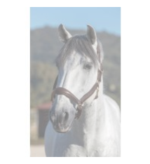 LeMieux Lemieux Stitched Leather Headcollar