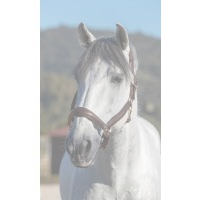 LeMieux Lemieux Stitched Leather Headcollar