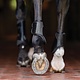 Equifit Essential Original Hind boot