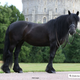 Breyer Breyer Carltonlima Emma