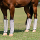 Professionals Choice Deluxe Fly Boots pack of 4