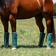 Professionals Choice Deluxe Fly Boots pack of 4
