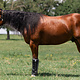 Professionals Choice Deluxe Fly Boots pack of 4