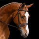 KL Select Red Barn Hudson Bridle