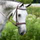 KL Select KL Select Middleburg Bridle
