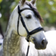 Bridleberry Bridleberry #51 Extra Padded Snaffle Bridle, Patent Leather Noseband & Crystal Browband