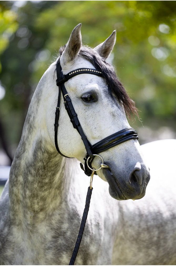 Bridleberry Bridleberry #51 Extra Padded Snaffle Bridle, Patent Leather Noseband & Crystal Browband