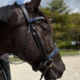 Bridleberry Bridleberry #57 Extra Padded Snaffle Bridle, BLUE Patent Leather Noseband & Crystal Browband