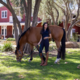Halter Ego Evolution Mystigue full seat breech