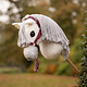 LeMieux LeMieux Hobby Horse Vogue Headcollar and Leadrope