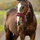 LeMieux LeMeiux Breakaway Vogue Headcollar and Leadrope