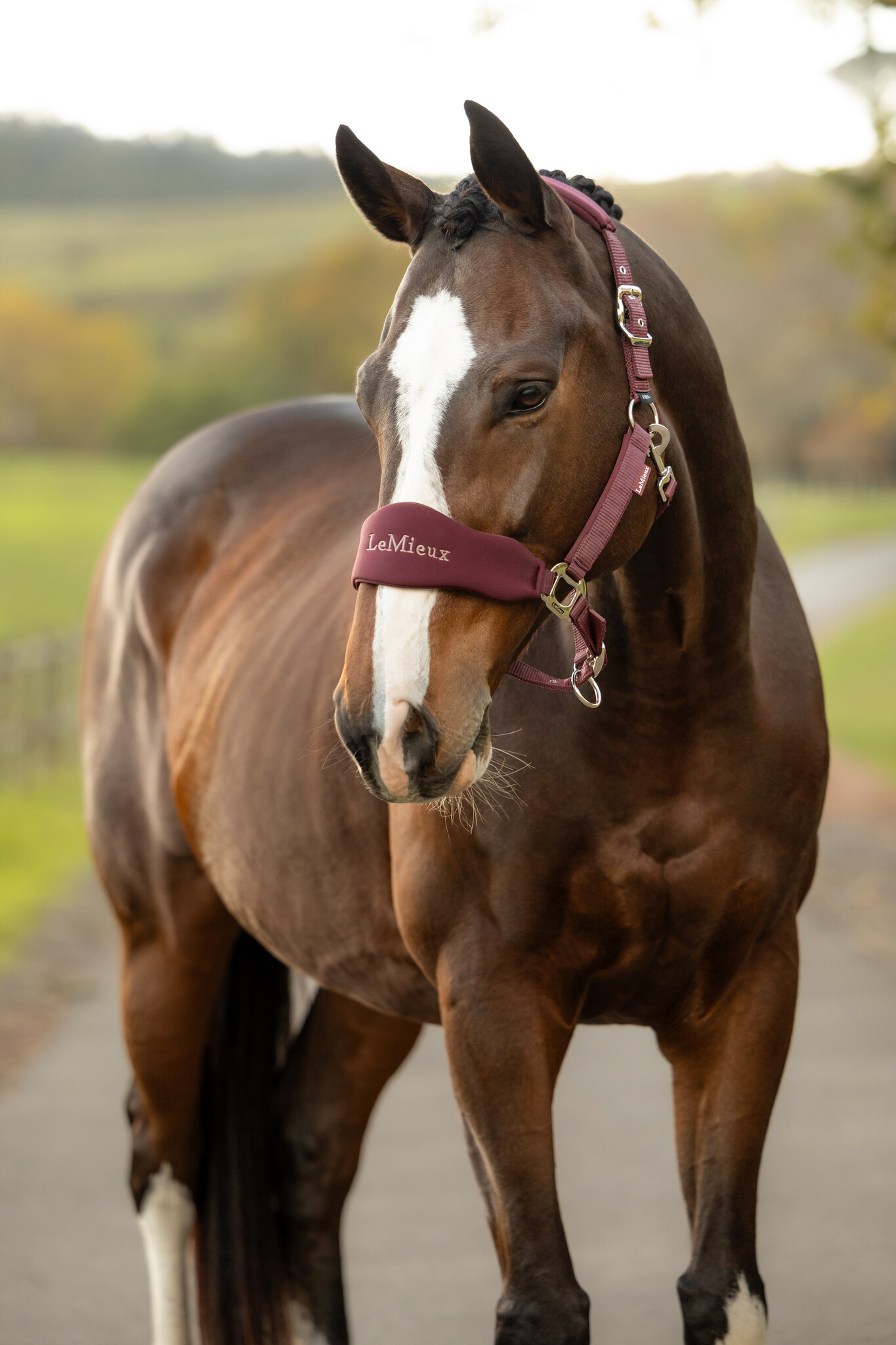 LeMieux LeMeiux Breakaway Vogue Headcollar and Leadrope