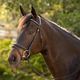 Equinavia Equinavia Saga Dressage Crank Noseband Bridle & Reins - Black