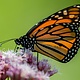 Monarch Gift Card