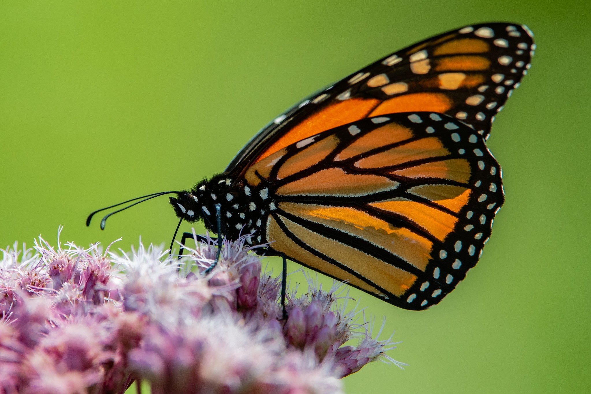 Monarch Gift Card