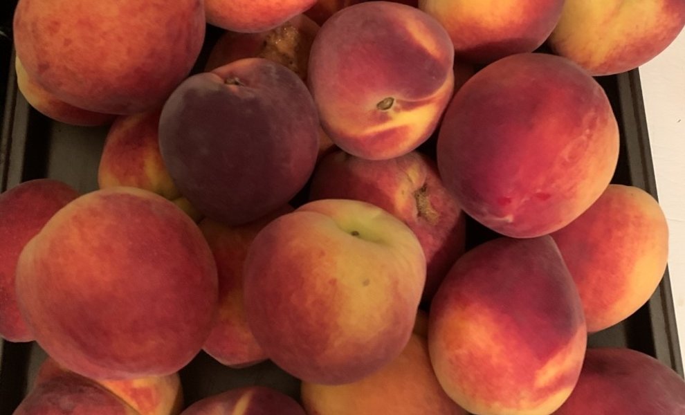 Welcome to Peach Season!