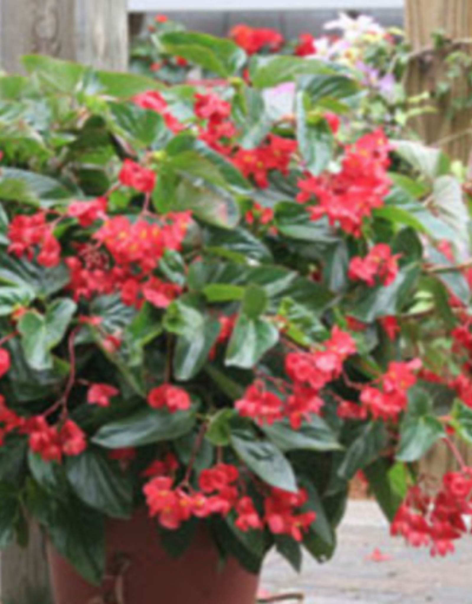 Seasonal Hanging Basket: Begonia Dragonwing Red 10" Plastic