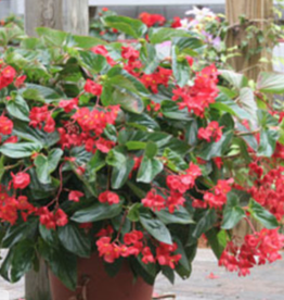 Seasonal Hanging Basket: Begonia Dragonwing Red 10" Plastic