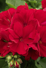 Seasonal Tub: Geraniums - Calliope Large Dark Red 12" Tub