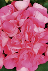 Seasonal Tub: Geraniums - Americana Pink 12" Tub
