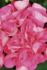 Seasonal Tub: Geraniums - Americana Pink -Hot Pin -  12" Tub