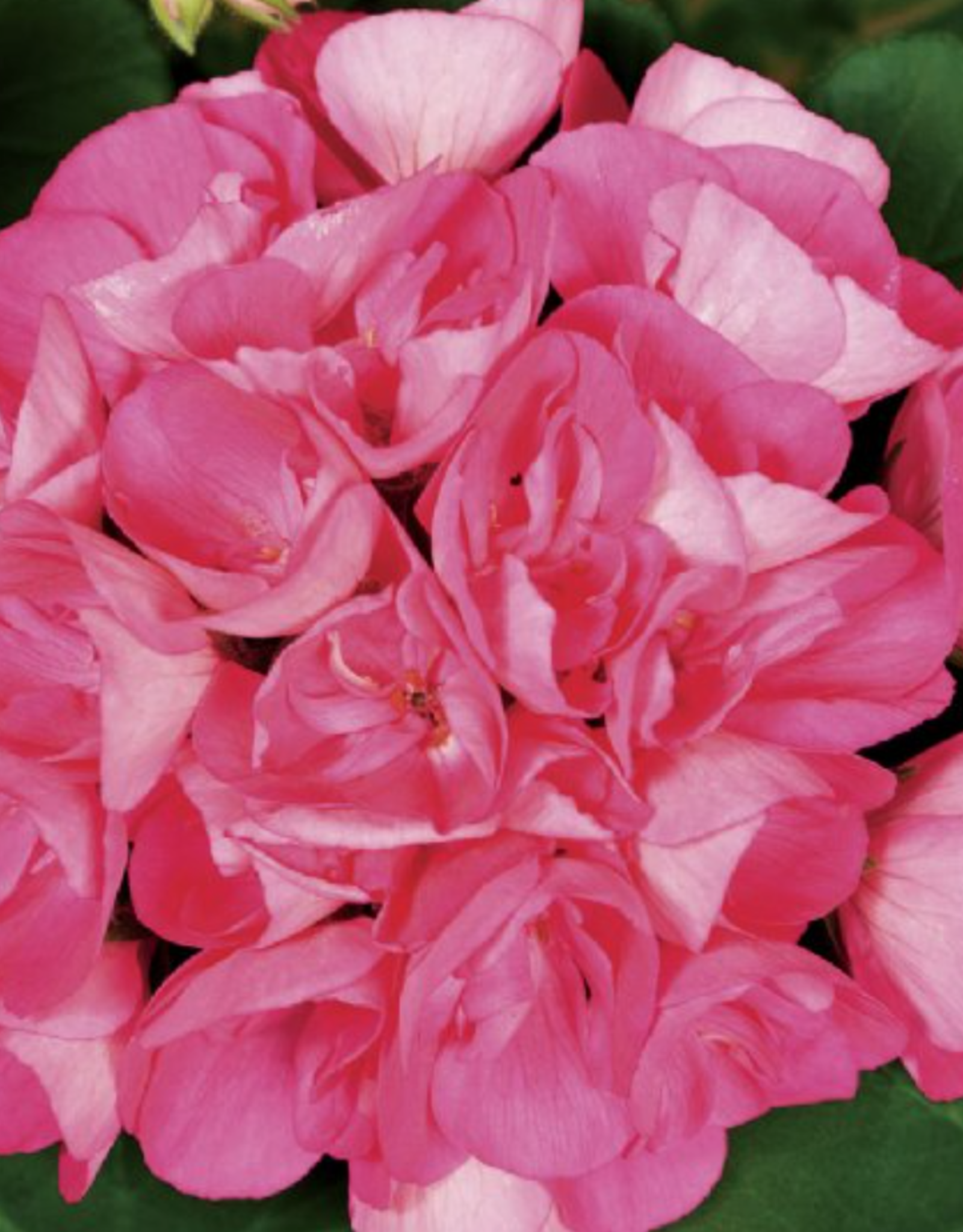 Seasonal Tub: Geraniums - Americana Pink 12" Tub